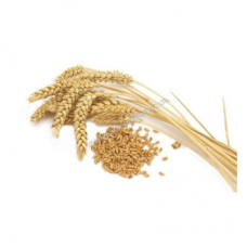 Wheat 1000 kg best quality